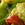 Summer pasta for Rossi Pasta Co. & Fresh tortia chips for the Cottonseed Oil Commission